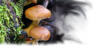 Mushrooms, Pukaskwa National Park, Ontario, Canada